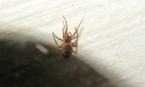 Brigittea civica